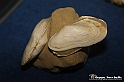 VBS_9556 - Museo Paleontologico - Asti